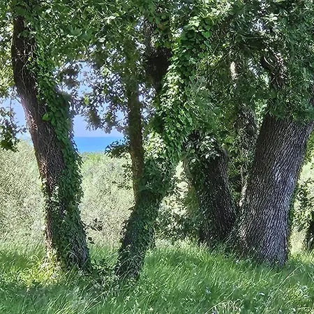Apartman Sofia Adria Poreč