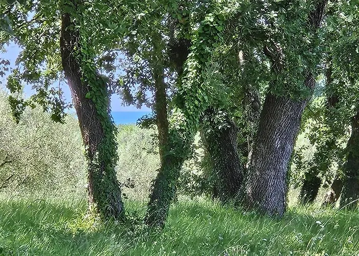 Lejlighed Sofia Adria Poreč